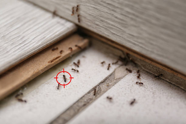 Best Wasp Removal Services  in Nashua, NH