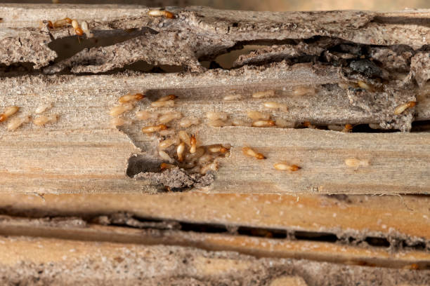 Best Flea Control Services  in Nashua, NH